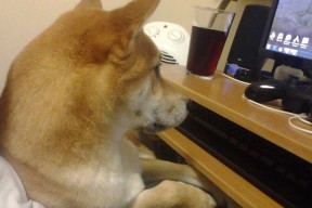 开云体育入口-体育新闻中心通报运动员退役转型创业扶持案例，退役运动员就业创业扶持基金使用暂行办法