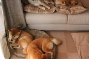 kaiyun体育综合-2024国际乒联混合团体世界杯：瑞典团队逐步崭露头角，44届世乒赛男团瑞典