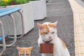 开云 官网 入口-亚冠联赛国足迎战 技术细节备受关注，亚足联亚冠