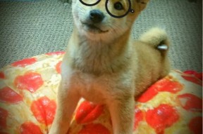 kaiyun-英超球员心率变异性在训练负荷监控中的应用探讨，心率变异性数据