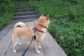 开云官网-“华金·托比利亚的攻守兼备，成为美洲狮队不可忽视的存在”