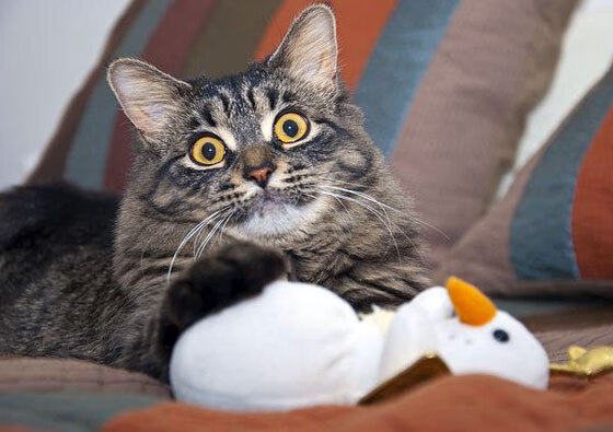 西甲球队采用机器学习预测对手进攻趋势的案例，西甲机器人