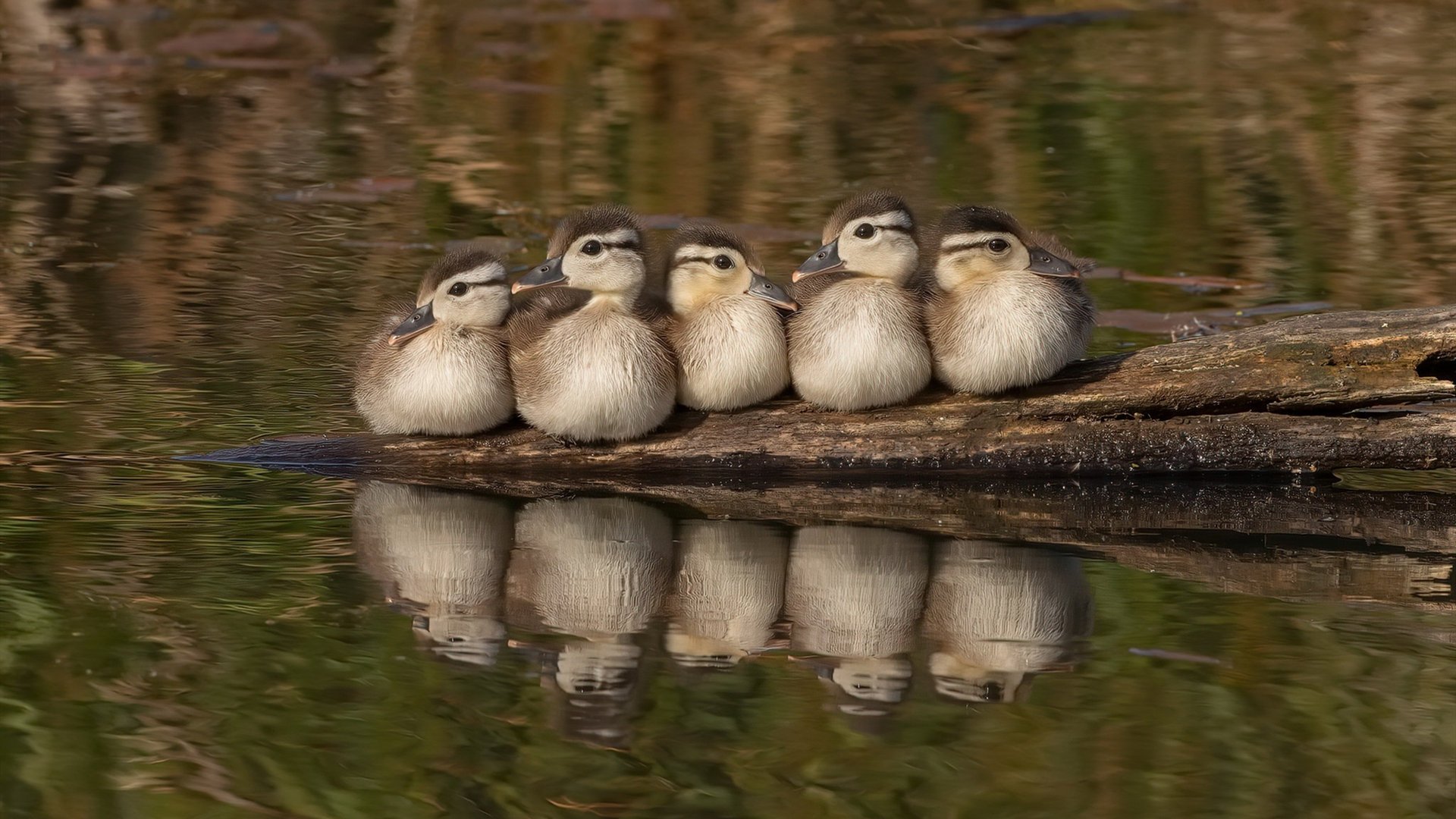 2024国际乒联混合团体世界杯：瑞典团队逐步崭露头角，44届世乒赛男团瑞典