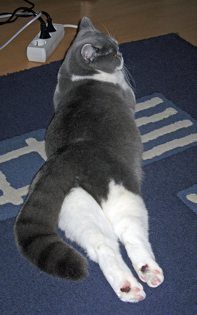 “缆绳滑水：东桃花岛赛场极速挑战，观众激情四射”