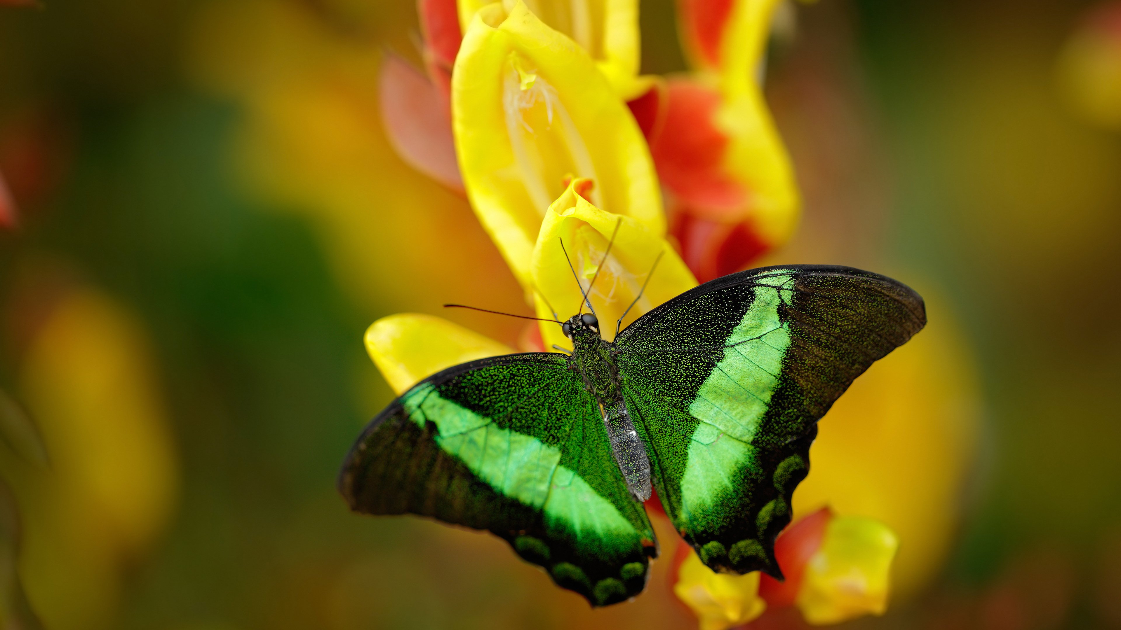 五大联赛豪门新赛季引援策略大比拼，五大联赛豪门排行