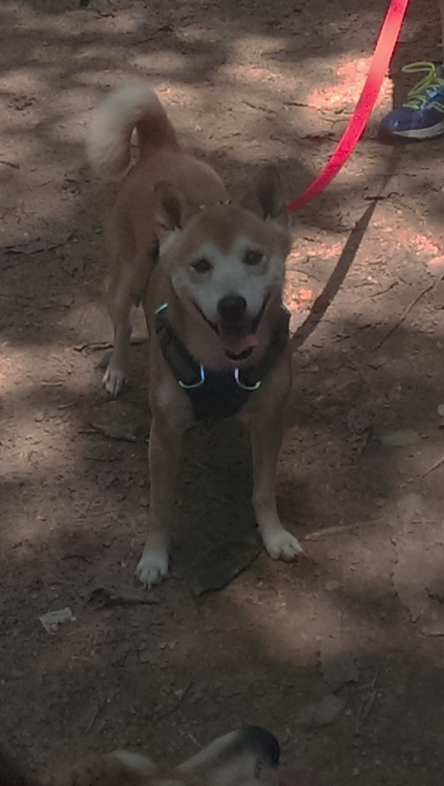 亚特兰大攻守平衡形成流畅节奏，亚特兰大技能