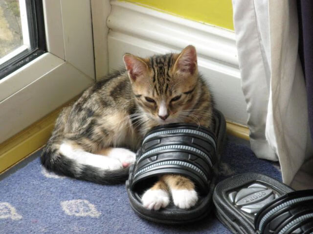 小因扎吉率队挺进亚冠半决赛,小因扎吉教练