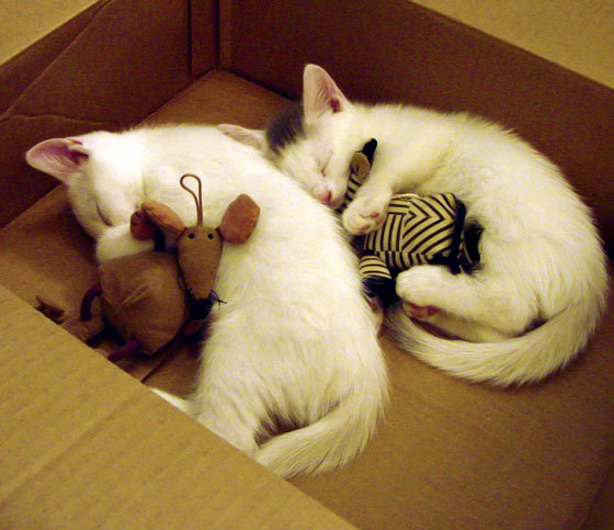 波兰队在国际乒联混合团体世界杯中的全员协作与优势发挥,波兰 乒乓球