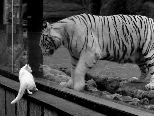 世界杯的未来科技趋势展望,世界杯前景