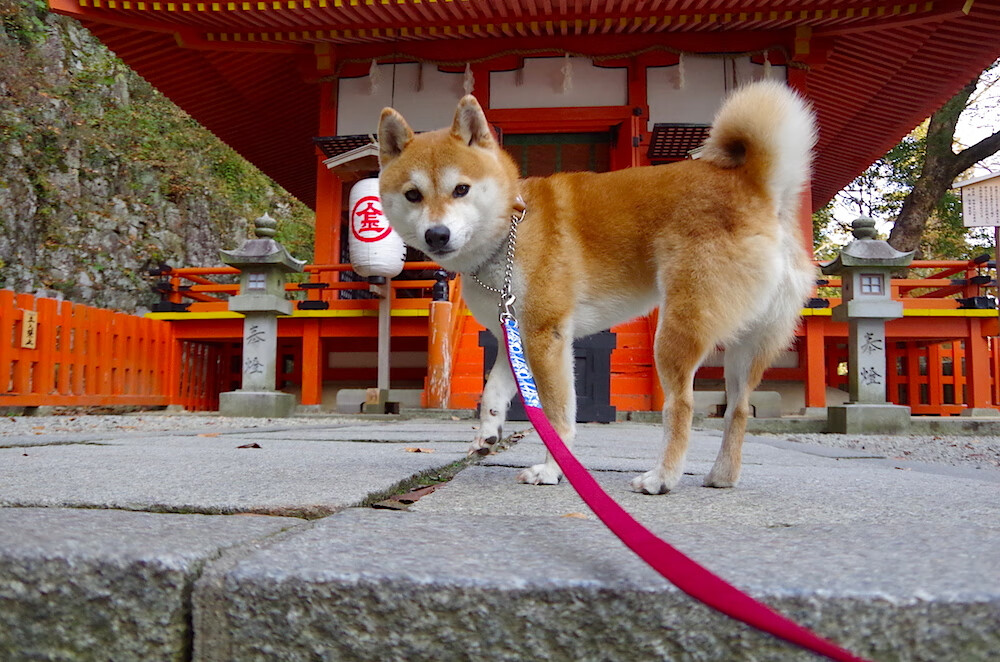 主力中锋持续输出进球效率居高不下助力球队稳定前行，中锋进攻时该怎么做